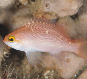 Hutomo Anthias