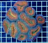 Aussie Multicolor Lobophyllia Coral