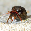 Hermit Crab