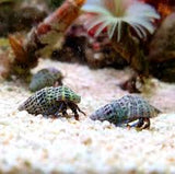 Dwarf Blue Leg Hermit Crab