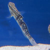 Banded Sleeper Goby (aka Bullet Goby)
