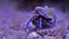 Hermit Crab