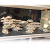 MarcoRocks Key Largo Prime Foundation Cut Rock - Both sides cut (Sold per lb)