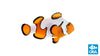 ORA Aquacultured Clownfish