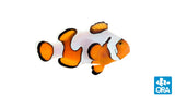 ORA Aquacultured Clownfish