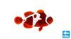 ORA Aquacultured Clownfish