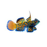 Blue Green Mandarin