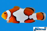 Picasso Percula Clownfish