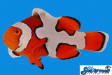 Picasso Percula Clownfish
