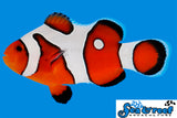 DaVinci Ocellaris Clownfish Grade A