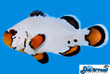 Flurry Ocellaris Clownfish, Aquacultured
