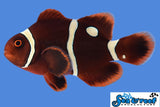Gold Dot Maroon Clownfish
