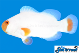 Tangerine Maine Blizzard Clownfish