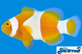 Tangerine Percula Clownfish
