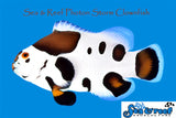 Photon Storm Clownfish