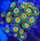 Rasta zoas