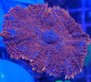 Forest Fire Rhodactis Mushroom