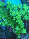Bali Green Slimer Acropora
