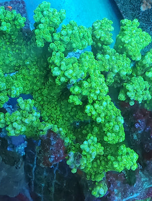 Bali Green Slimer Acropora