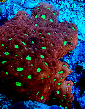 Red war coral favia