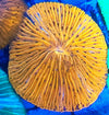Orange plate coral
