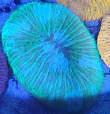 Green camo plate coral