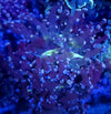Yellow mouth bicolor frogspawn
