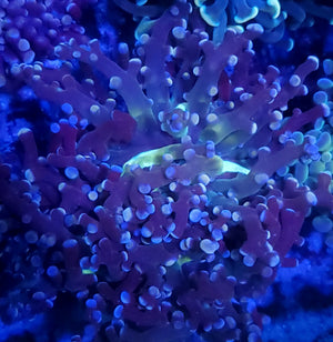 Yellow mouth bicolor frogspawn