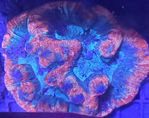 Red and Blue Welso Coral