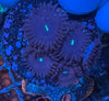 Purple People Eater Zoanthid