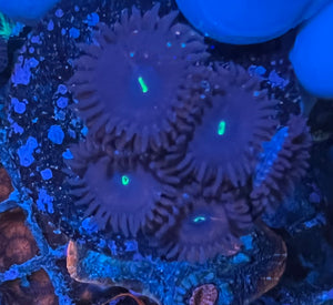 Purple People Eater Zoanthid