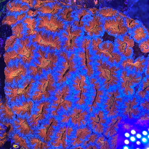 Orange center red acan