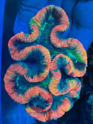 Rainbow Trachyphyllia