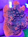 Cherry Tree Montipora