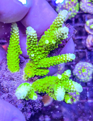 Green slimer
