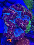 Ultra Symphyllia