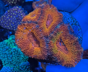 Rainbow Acan