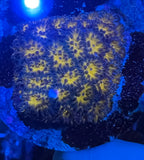Orange Leptastrea