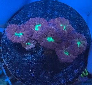 Pink Green Blastomussa Merletti