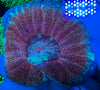 Red Scoly