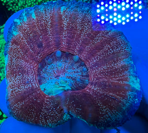 Red Scolymia