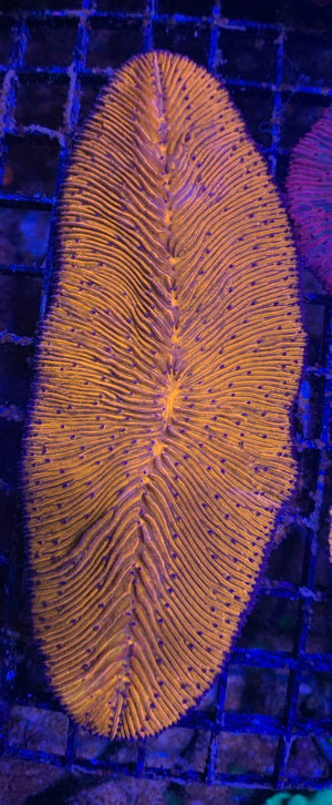 Orange tongue coral
