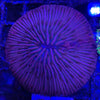 Red cycloseris