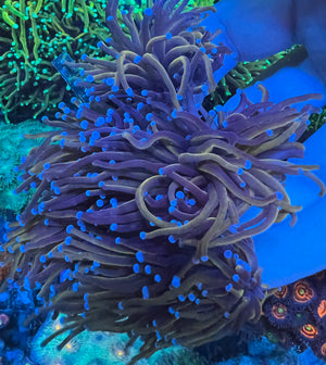 Blue tip Gold Torch