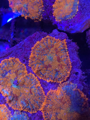 Red Rhodactis Mushroom Coral