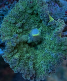Green Yuma